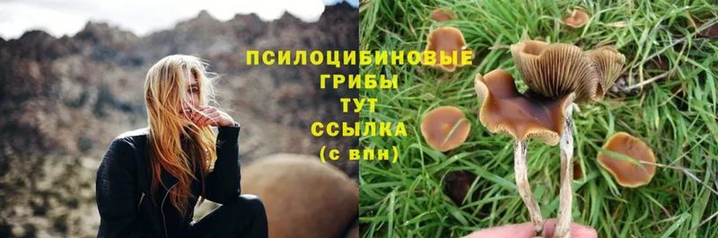 как найти закладки  Серов  Галлюциногенные грибы Magic Shrooms 